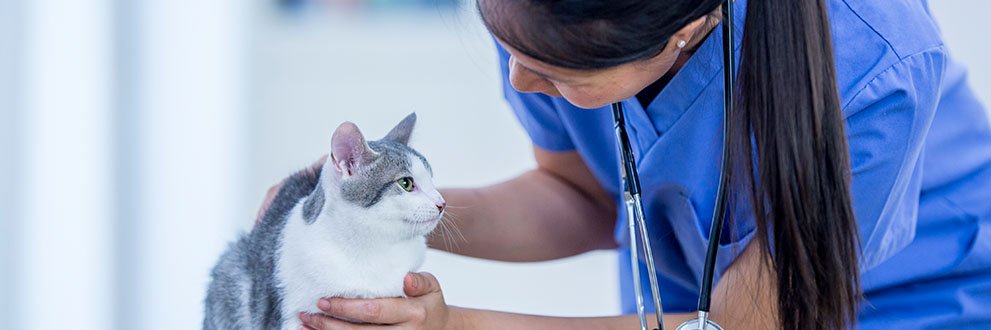 Compassionate Goodbyes - cat and vet tech