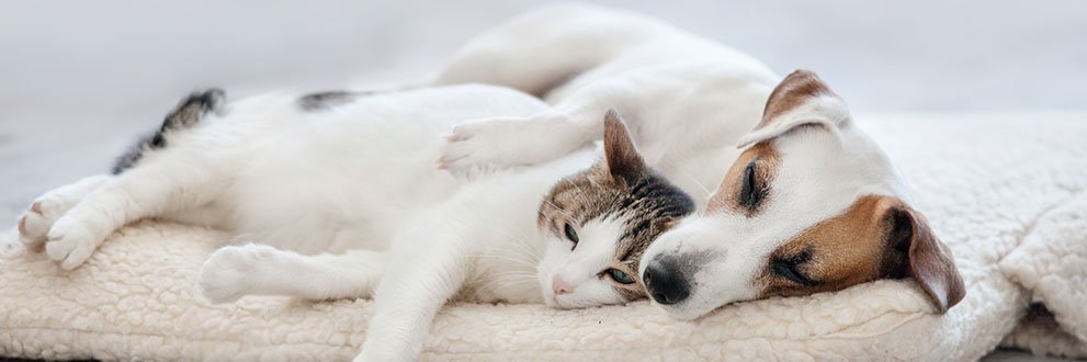 Compassionate Goodbyes dog and cat