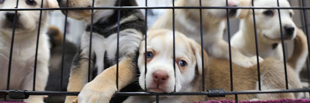 Compassionate Goodbyes puppies in kennel